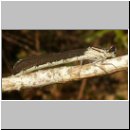 Enallagma cyathigerum - Gemeine Becherjungfer w05.jpg